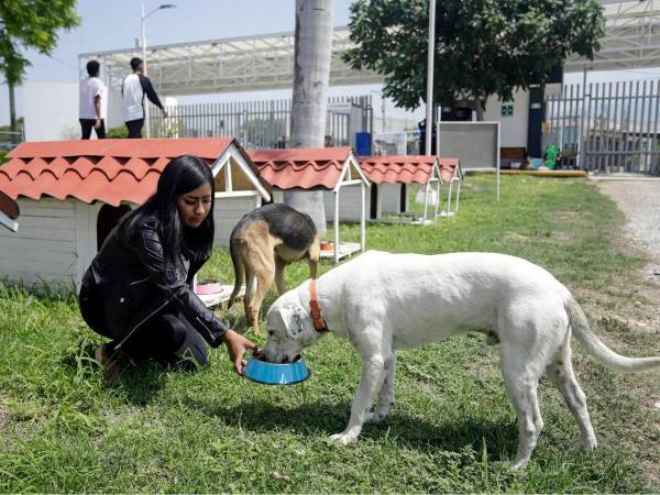 Decenas de mascotas han quedado abandonadas tras el arresto o deportación de sus dueños, alertan refugios desbordados en EEUU.