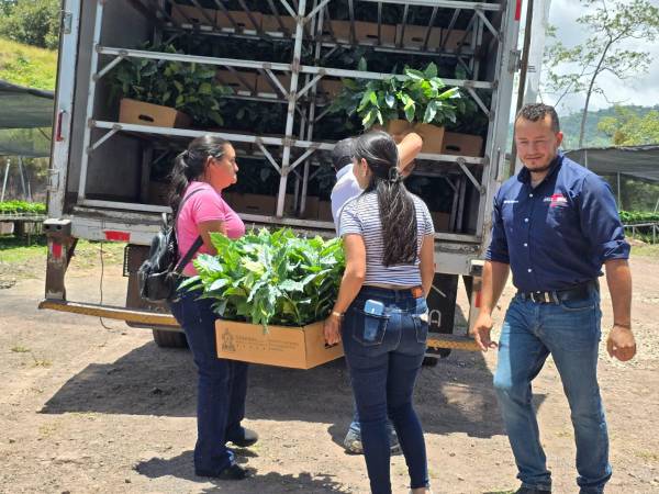 Gobierno hondureño entrega 15 millones de plantas de café para impulsar la caficultura