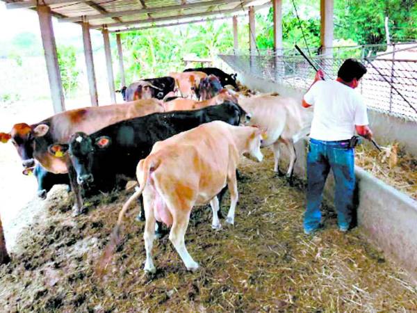 Honduras registra 299 casos de gusano barrenador.