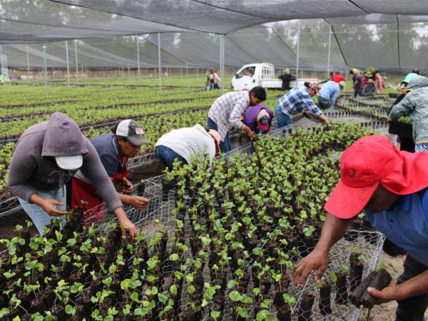 Trabajadores en viveros cultivan plantas de café con tecnología Ecopil, clave para impulsar la producción sostenible.