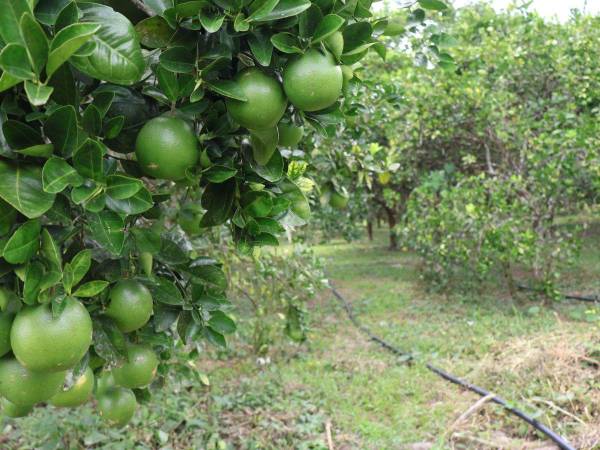 Sonaguera es conocida como la capital de la naranja, por su gran producción de este cítrico.