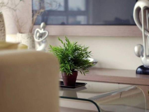 Nada mejor que que la naturaleza para purificar el aire y mejorar las temperaturas en nuestros hogares.