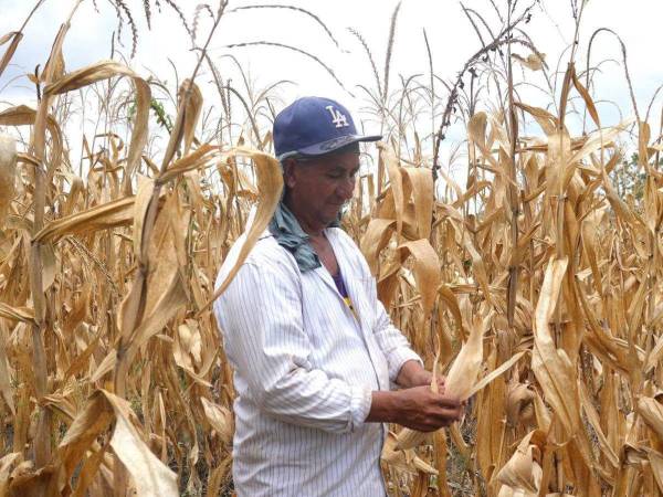 Agroindustria acordó comprar a productores entre 800,000 y 1.4 millones de quintales