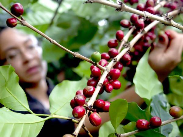 Una mujer corta granos de café maduros en una finca del occidente de Honduras.
