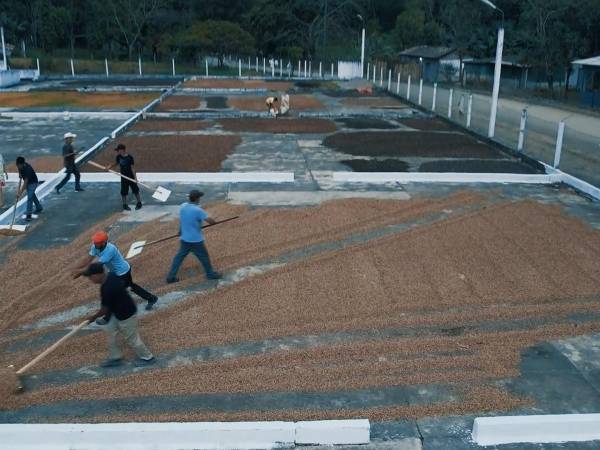 Trabajadores en el proceso de secado de granos de café, uno de los rubros más importantes de las exportaciones de Honduras.