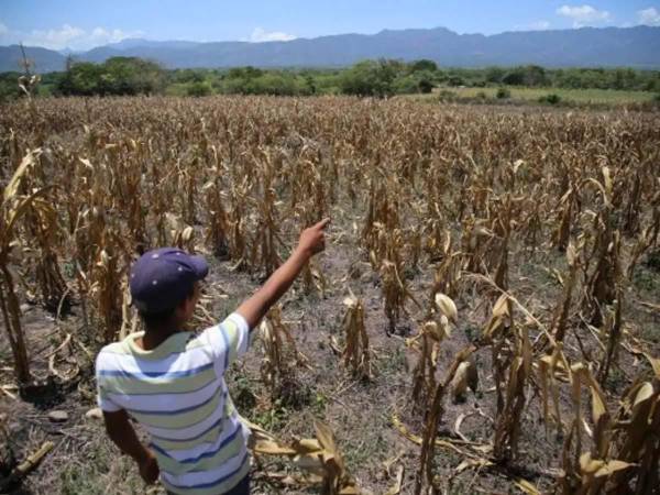 <b>El Niño pone en alerta a 60 municipios por déficit de lluvias y altas temperaturas.</b>