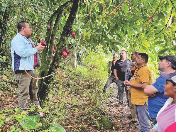 Productores de cacao de Honduras reciben capacitación sobre el cultivo de este producto.