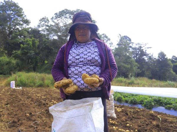 Una mujer cosecha papas en Intibucá, Honduras.
