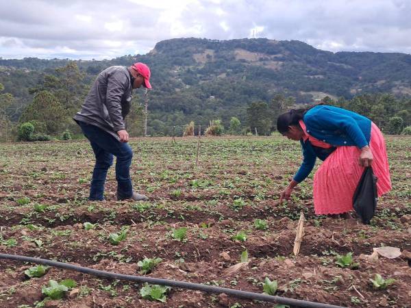 Dos campesinos abonan una siembra de hortalizas en el oriente de Honduras, una zona afectada por el cambio climático.