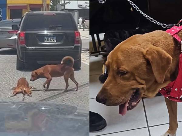 Spy fue captado en un video mientras era arrastrado, atado a una camioneta, por calles de Choloma, Cortés.