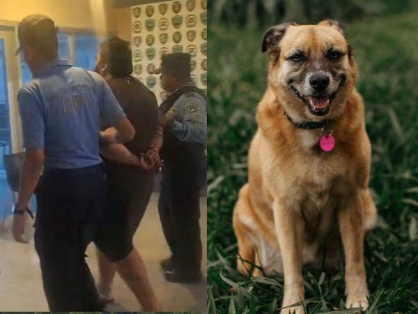 La Policía Nacional informó que un hombre de 31 años fue detenido durante un allanamiento de morada en el barrio Zaragoza de esa ciudad. Al sospechoso se le supone responsable del delito de maltrato animal.