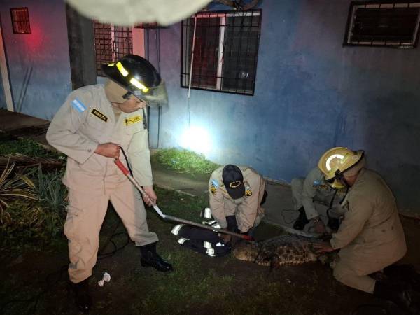 La tranquilidad de los vecinos del barrio La Isla, en La Ceiba, se vio interrumpida en la madrugada de este viernes tras el avistamiento de un cocodrilo que deambulaba cerca de una vivienda.