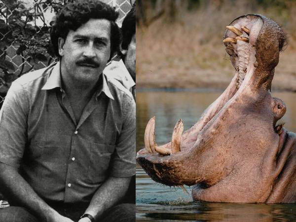Lo que comenzó como un capricho del narcotraficante Pablo Escobar hoy se ha convertido en una amenaza real. Más de tres décadas después, los hipopótamos que alguna vez formaron parte de su zoológico privado podrían enfrentar su capítulo final.