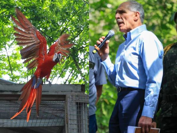 Nasry Asfura, presidente de la República, encabezó este domingo la liberación de 12 guacamayas rojas en el Día Nacional de la Guacamaya Roja y durante la celebración del Guacamaya Fest, realizado en Macaw Mountain, Copán Ruinas.