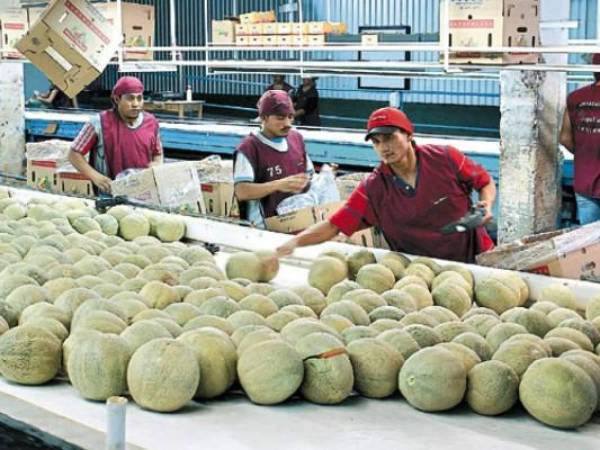 La industria del melón está conformada en Honduras por dos empresas exportadoras, quienes cuentan con siete fincas. Además, hay entre 10 y 15 pequeños productores.