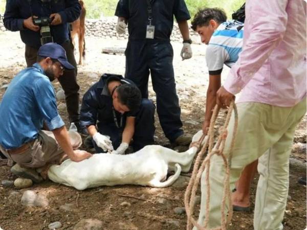 Como parte del plan de control, las autoridades instalaron cuatro corrales de inspección.​​​​​