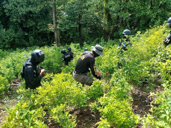 Las acciones se dieron durante un operativo conjunto ejecutado por equipos especializados en la lucha contra el narcotráfico.