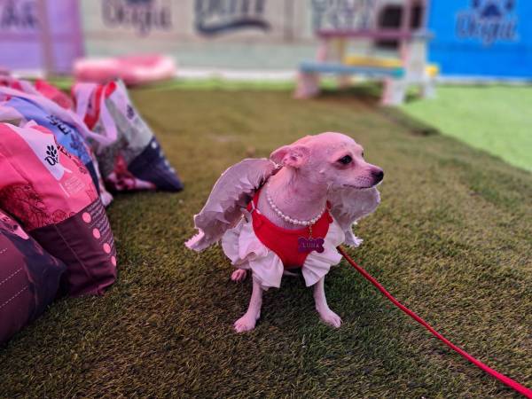 El Angel Fest se llevó a cabo como una jornada llena de entusiasmo, unión familiar y solidaridad en apoyo a la Fundación Ruth Paz. En esta foto se aprecia a Luna, una chihuahua de dos años que se robó todas las miradas con su ternura y belleza, participando en el concurso de angelitos.