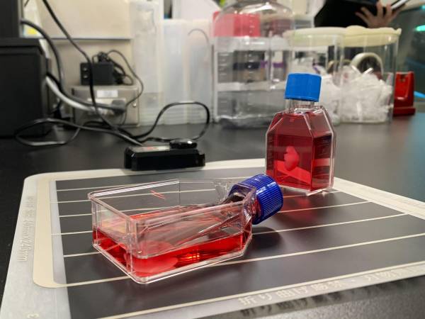 Vista de los parches de cardiomiocitos iPS en el laboratorio de la Universidad de Osaka donde el equipo de científicos del profesor Sawa lleva a cabo su investigación.