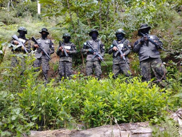 Las plantaciones de los arbustos de coca fueron localizadas en una zona boscosa de San Marcos, La Masica, Atlántida.