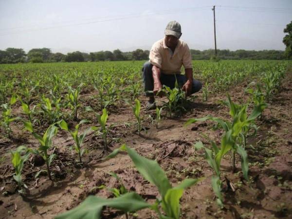 Programa rural busca fortalecer la producción agrícola en 88 municipios.