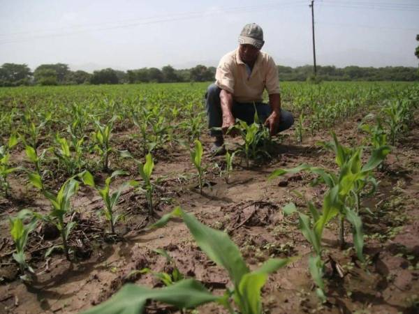 Productores agropecuarios, arroceros, salineros y camaroneros serán beneficiados con tasas de interés máximas del 2% anual y plazos de hasta 15 años.