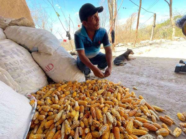 Un agricultor junto a su raquítica cosecha de maíz en una zona del corredor seco de Honduras