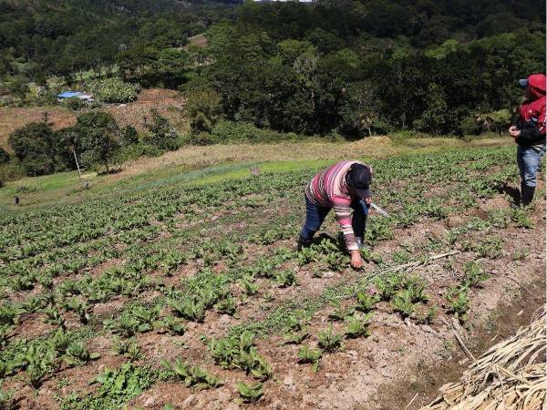 Trabajar en el campo ya no es atractivo para los hondureños de tierra adentro. Los altos costos de producción, la incertidumbre por las condiciones climáticas, los bajos márgenes de ganancia y la falta de oportunidades los han desincentivado.