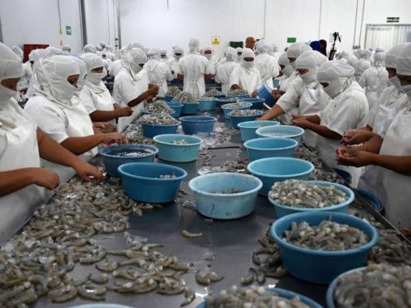 Taiwán fue en el periodo 2019-2023, a excepción de 2021, el primer mercado para el camarón hondureño que se cultiva en Choluteca y Valle.