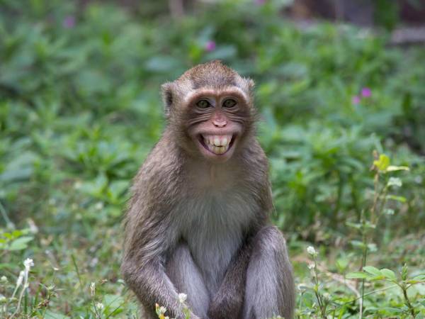 Decenas de primates se escaparon ayer del centro de investigación Alpha Genesis en Carolina del Sur. Las autoridades del condado de Beaufort siguen realizando los movimientos disponibles para regresar al laboratorio a todos los monos.