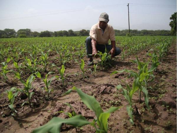 La producción de maíz también ha caído. En 2025 se produjeron cinco millones de quintales, una cifra que productores califican de inconcebible, históricamente, la producción ha oscilado entre ocho y diez millones de quintales.