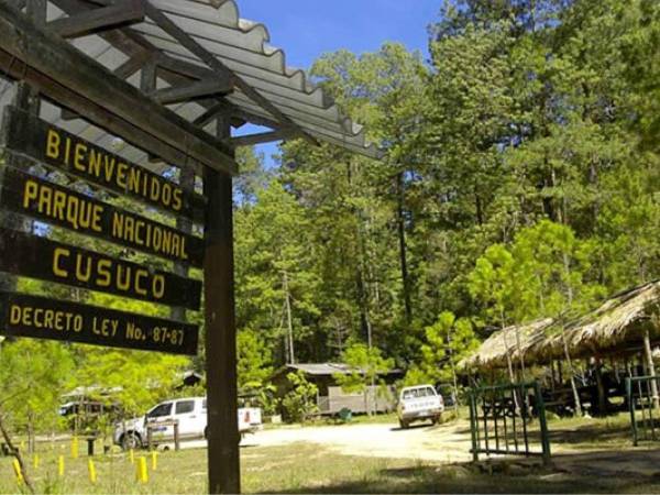El Parque Nacional Cusuco (Panacu) es sin duda un gran orgullo hondureño y es que la reserva natural puede ser considerada una de las zonas ecológicas más importantes de la tierra gracias a su abundante y variada biodiversidad. Panacu está considerado dentro de los 100 sitios forestales más insustituibles del mundo, publicado por la prestigiosa revista Science. También figura en el listado de los 25 lugares más importantes para la protección de los anfibios.