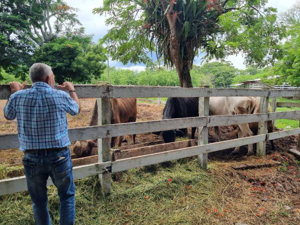 Los productores de leche en Atlántida califican de insuficiente aumento de un lempira tras rechazo a su propuesta de cuatro.