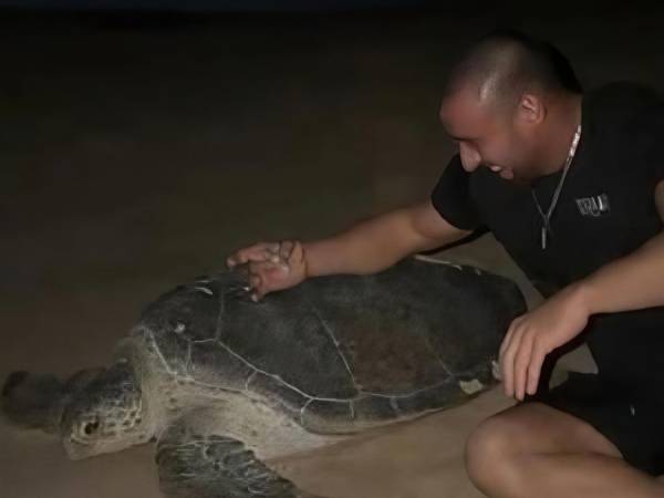 Un video grabado en una reserva natural de Omán desató una ola de críticas en redes sociales después de mostrar a un influencer ucraniano y a su pareja manipulando tortugas marinas durante una jornada de anidación. Las imágenes provocaron la reacción de organizaciones dedicadas a la protección de la fauna y derivaron en una investigación oficial.