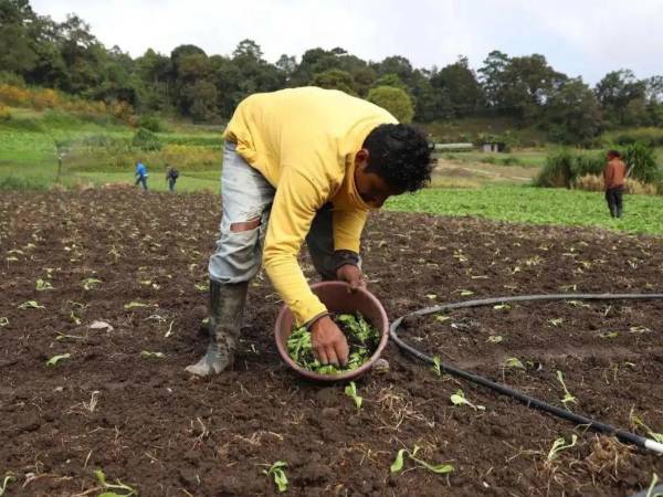 El decreto permitirá la readecuación de deudas en mora con plazos de hasta 15 años y una tasa de interés preferencial del 2% anual, logrando reactivar el acceso al crédito.