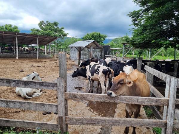 El sector ganadero del litoral Atlántico demanda mejores precios en la venta de la leche, subsidios en los precios de insumos y capital semilla para abastecer la demanda nacional.