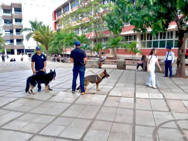 Las máximas autoridades de la Unah mantienen operativos con caninos para detectar el ingreso de sustancias ilegales a Ciudad Universitaria.