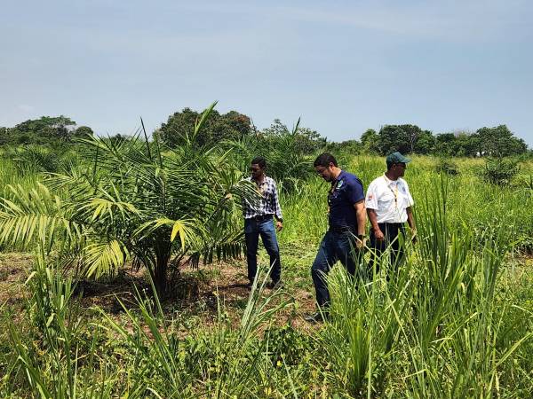 El equipo docente de la Unah-Campus Atlántida, integrado por Jonathan Tejeda, Carlos Salgado y Héctor Ávila, evalúa el desarrollo del cultivo de palma. Estas plantaciones experimentales serán fundamentales para la formación práctica de los estudiantes del Técnico Universitario en Cultivo Sostenible.