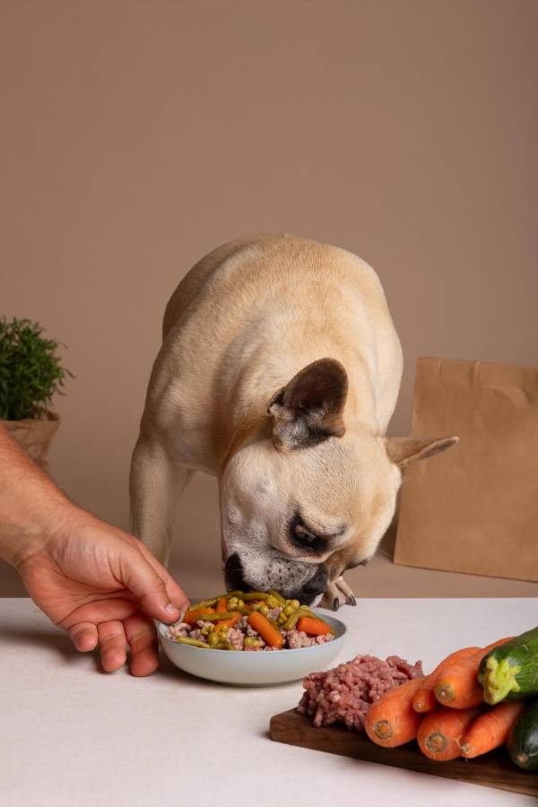 Perros saludables: los mejores consejos para la alimentación canina