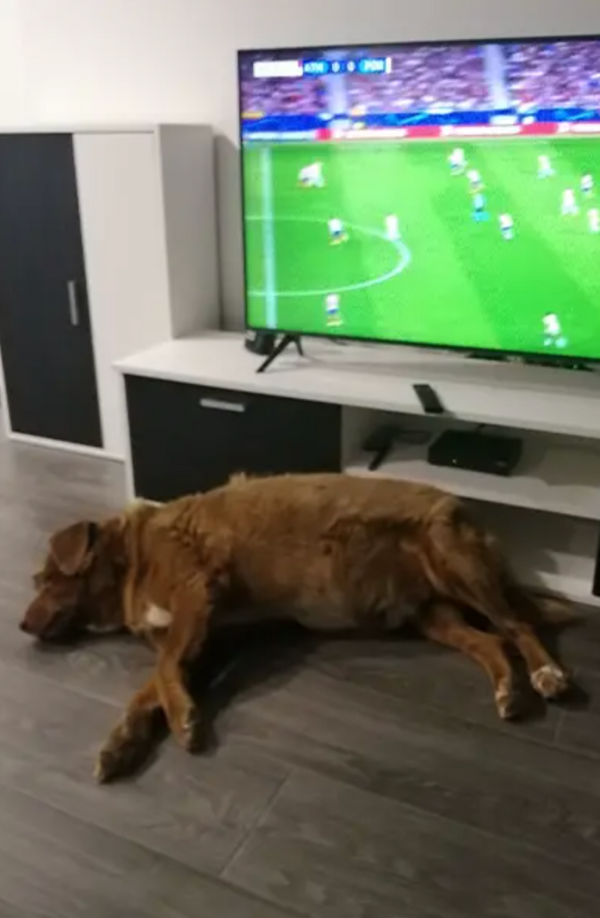 Bobi viene de una estirpe de perros longevos, como su madre, Gira, que vivió hasta los 18 años, una cifra bastante avanzada considerando que se trata de perros de tamaño mediano. 