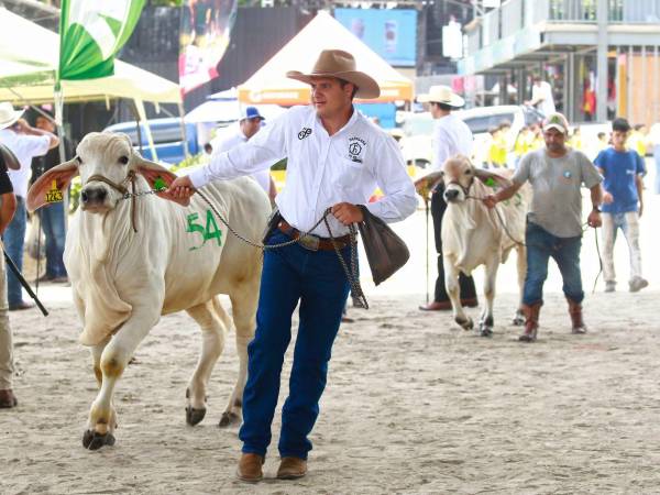 La pista principal de la Expo Agas 2026 reunió a ganaderos de todo el país en el juzgamiento de la raza Brahman Gris y Rojo.