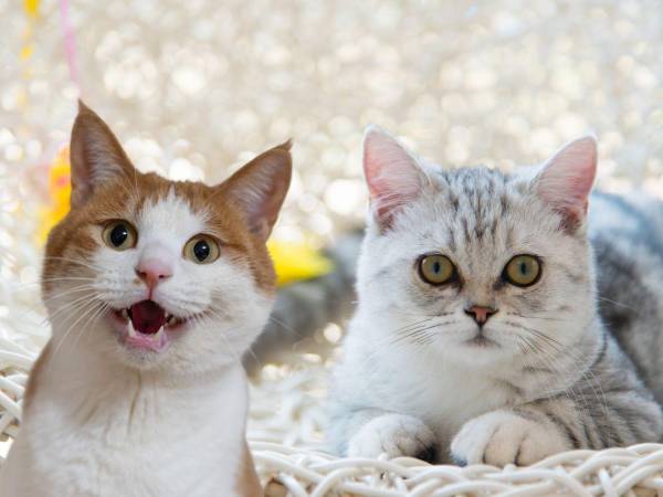 Diversos estudios científicos respaldan que la convivencia con gatos puede reducir el estrés, mejorar el estado de ánimo y fortalecer el vínculo afectivo entre humanos y animales.