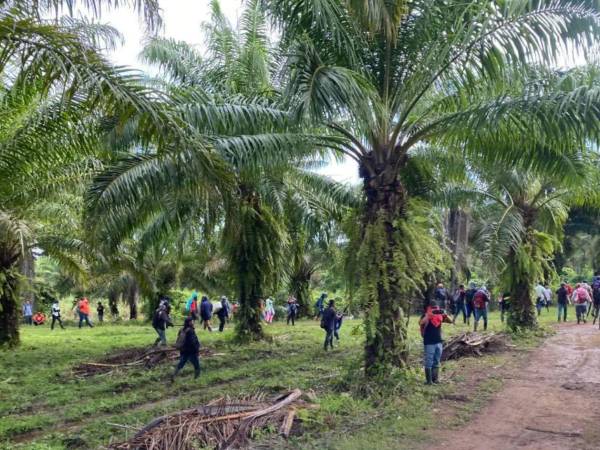 De 36,000 a 40,000 manzanas productivas se encuentran invadidas en Honduras, según el director del INA, Javier Talavera.
