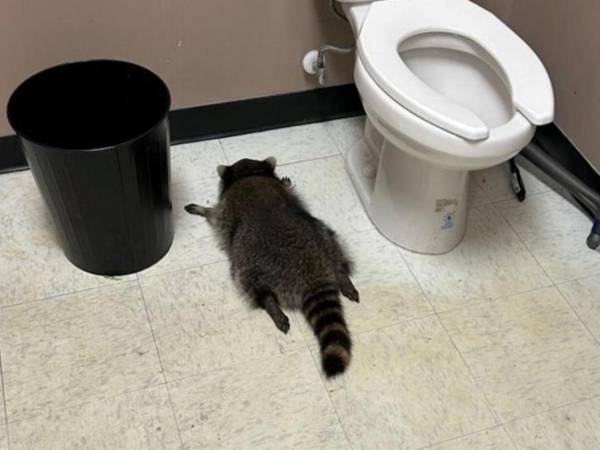 un mapache borracho desmayado en el baño de la licorería ABC en Ashland, Virginia.