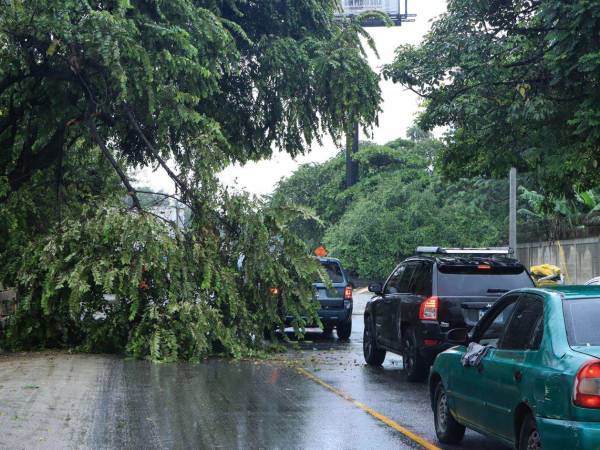 Fotografía de archivo de una vía obstaculizada por la caída de árboles, debido a las lluvias, en la ciudad de San Pedro Sula (Honduras).