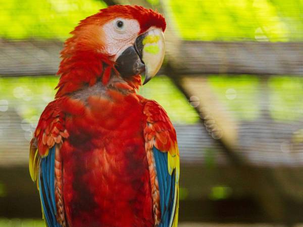 Copán se prepara para vivir uno de sus eventos ambientales más esperados: la 13ª Liberación de Guacamayas Rojas, una actividad que une conservación, turismo, educación ambiental y orgullo nacional.