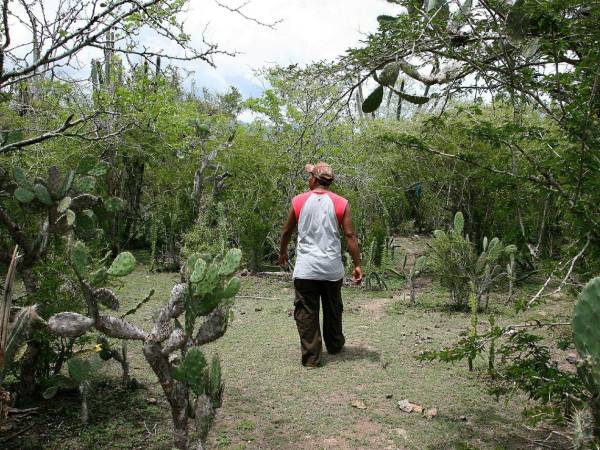 Un bosque seco en Olanchito, Yoro.