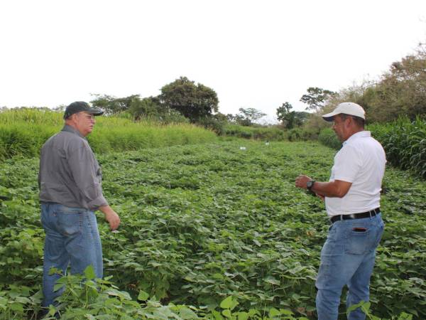 Agricultores inspeccionan la nueva variedad de frijol, destacada por su alto contenido de hierro y proteínas.