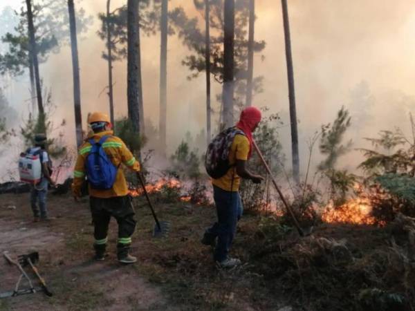 En lo que va de este año, el territorio ha sufrido 150 incendios forestales que devastaron más de 600 hectáreas de bosque.