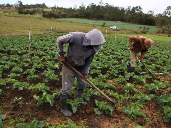 Campesinos en campos hondureños.